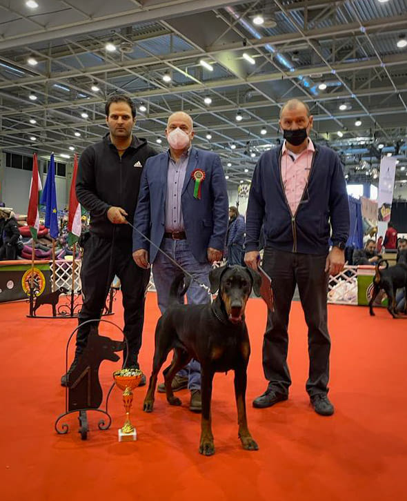 female doberman  at the show with three man